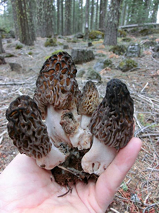 Morchella snyderi